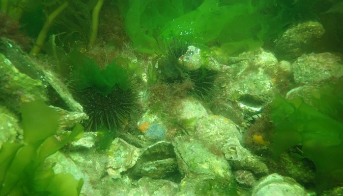 Wealth from a healthy environment II: Oyster reefs